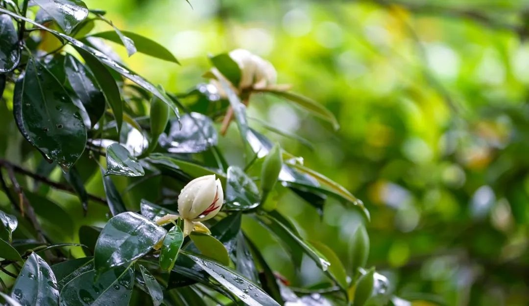 植物界大熊猫峨眉拟单性木兰盛花期？科研人员为何此时忙授粉  第5张