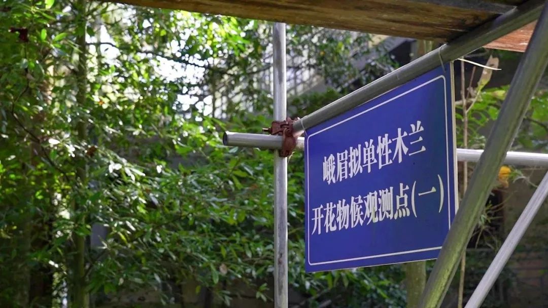 植物界大熊猫峨眉拟单性木兰盛花期？科研人员为何此时忙授粉  第6张