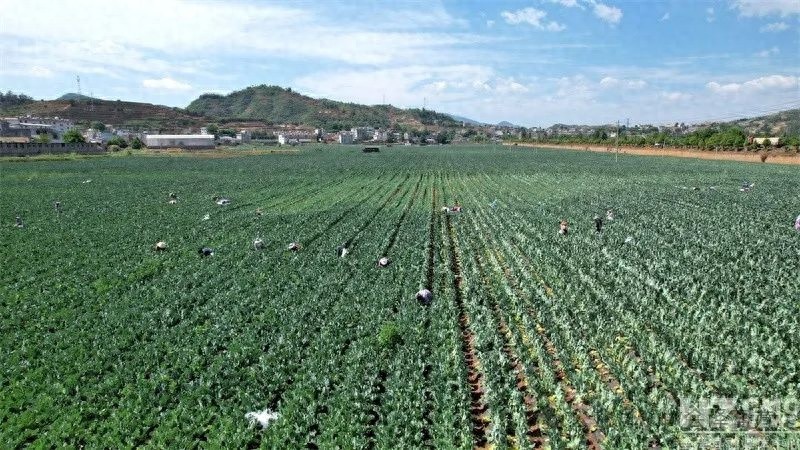 乌蒙山腹地五月松花菜超美！12小时摆上川渝餐桌？咋做到的