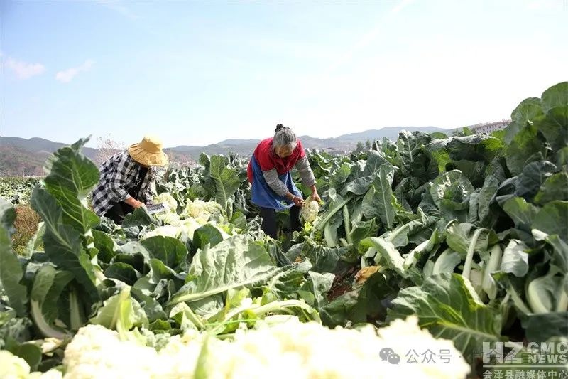 乌蒙山腹地五月松花菜超美！12小时摆上川渝餐桌？咋做到的  第3张