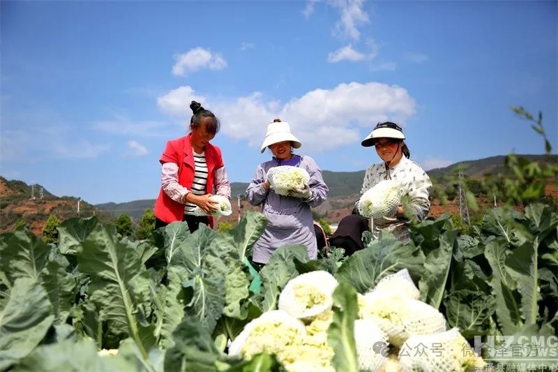 乌蒙山腹地五月松花菜超美！12小时摆上川渝餐桌？咋做到的  第5张
