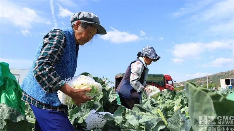 乌蒙山腹地五月松花菜超美！12小时摆上川渝餐桌？咋做到的  第6张