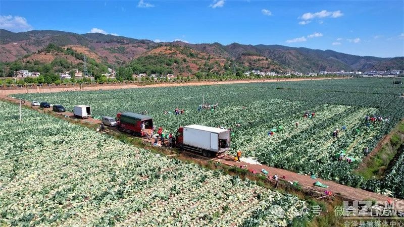 乌蒙山腹地五月松花菜超美！12小时摆上川渝餐桌？咋做到的  第7张