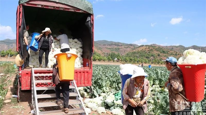 乌蒙山腹地五月松花菜超美！12小时摆上川渝餐桌？咋做到的  第8张