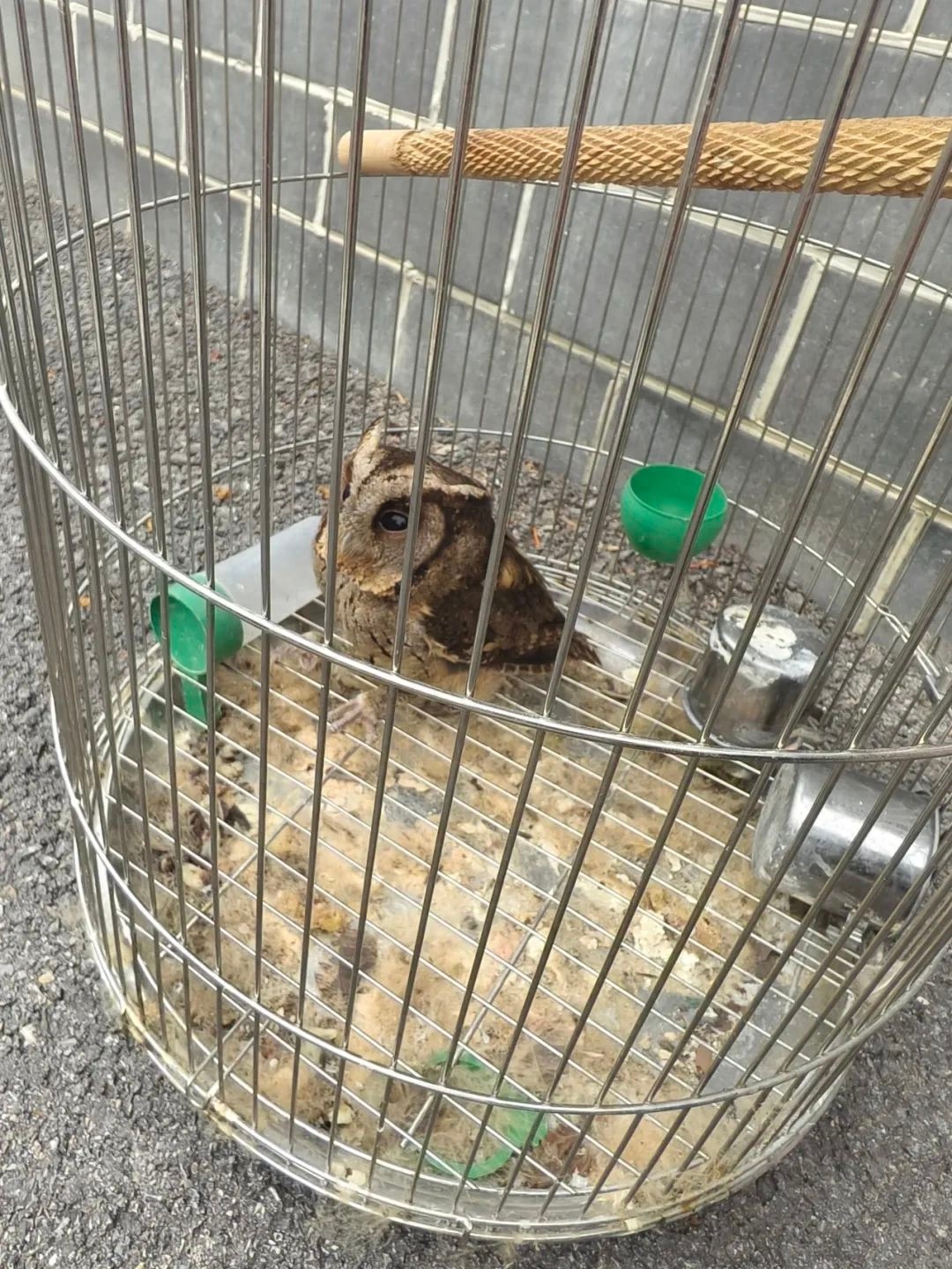 紧急！通山民警20分钟拯救受伤猫头鹰，咋做到的？