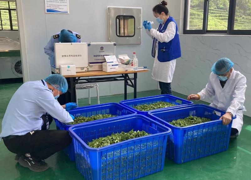 乐昌春茶采摘忙！十分钟出检测结果？市场监管局如何保障质量安全  第2张