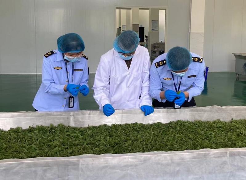 乐昌春茶采摘忙！十分钟出检测结果？市场监管局如何保障质量安全  第3张