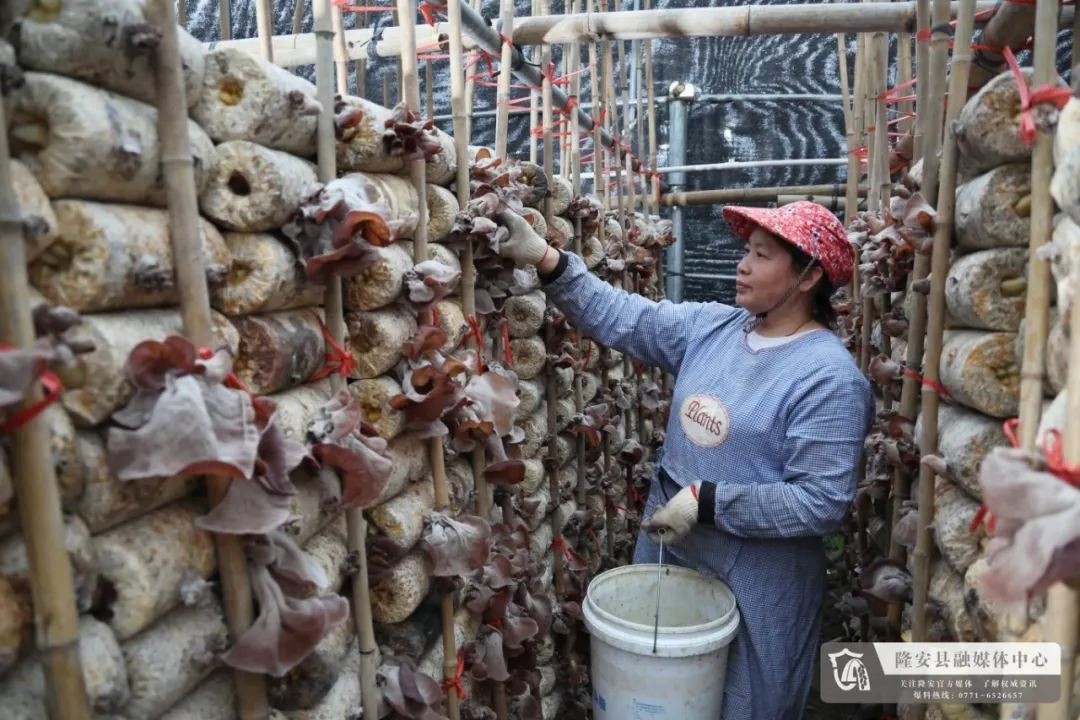 木耳丰收季！南宁龙华食用菌基地的采摘盛景有多震撼？