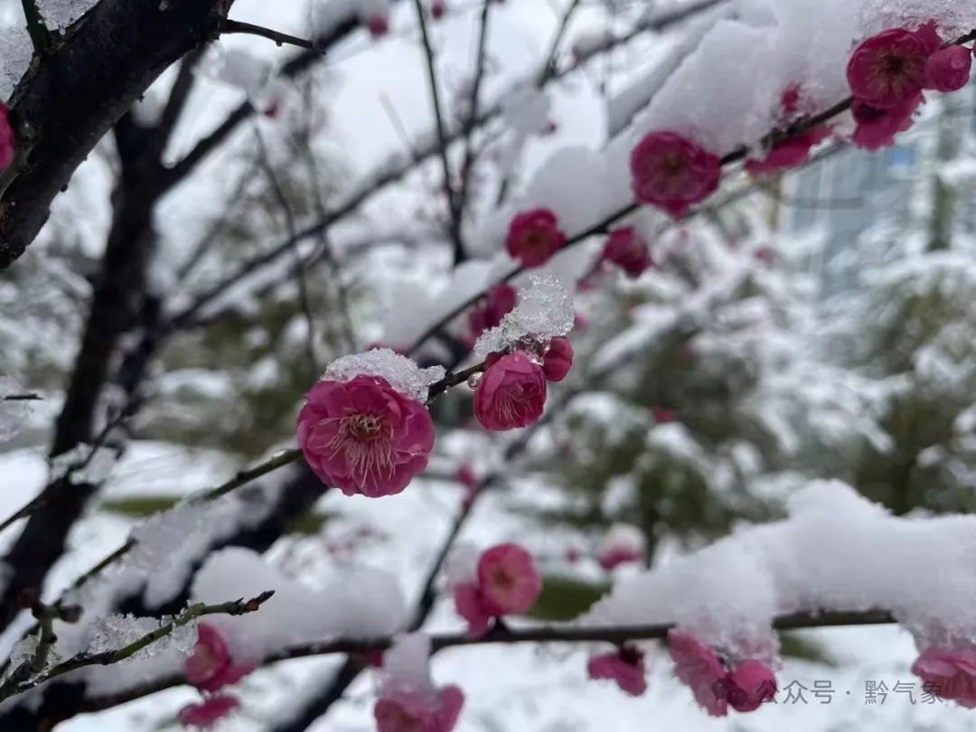 贵州32县市气温跌破0℃，威宁-3.3℃！你准备好迎接寒冬了吗？  第7张