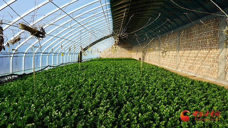 隆冬里的丰收奇迹!静宁县司桥乡的蔬菜大棚如何成为冬日里的绿洲? 第2张 隆冬里的丰收奇迹!静宁县司桥乡的蔬菜大棚如何成为冬日里的绿洲? 第2张