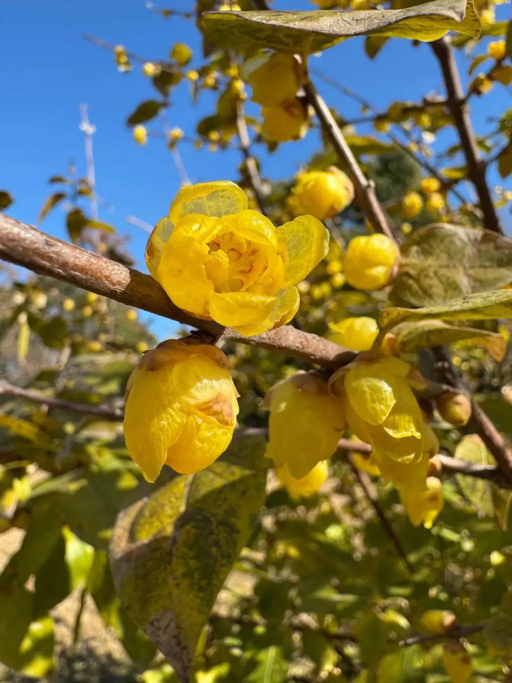 上海寒潮来袭，蜡梅竟在冰点下绽放！你准备好迎接这场冬日花海了吗？  第2张