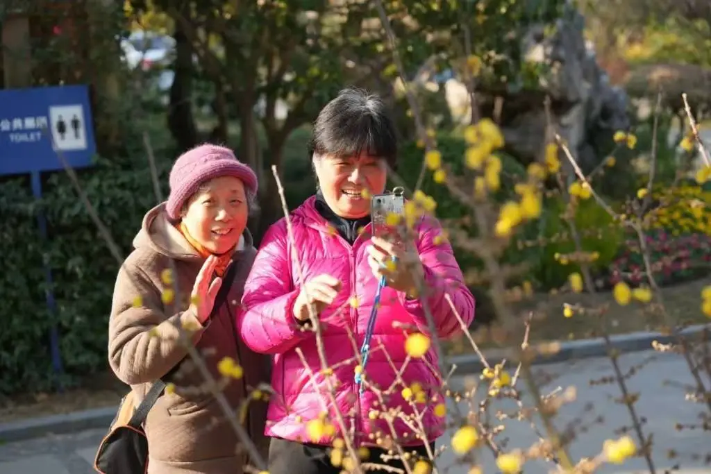 上海寒潮来袭，蜡梅竟在冰点下绽放！你准备好迎接这场冬日花海了吗？  第4张