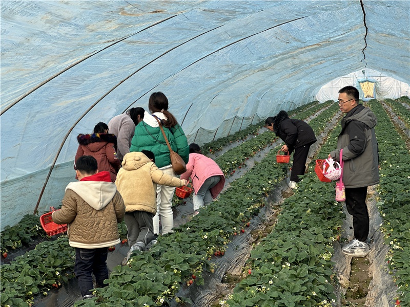 亲子草莓采摘，孩子们为何笑得如此灿烂？揭秘田间课堂的独特魅力  第2张