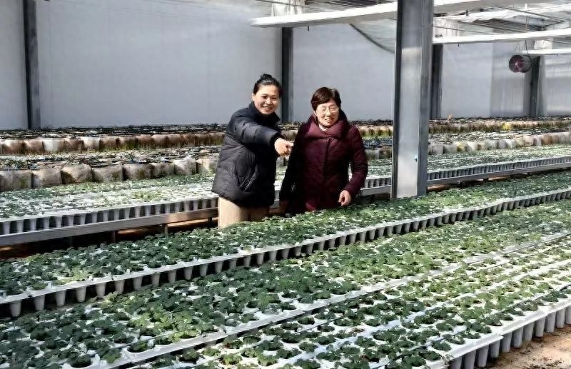 安徽草莓脱毒苗即将上市，一株竟能卖10多块钱！你还在等什么？