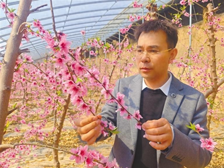 张春虎如何让甜桃提前上市？揭秘温室大棚的种植奇迹  第1张