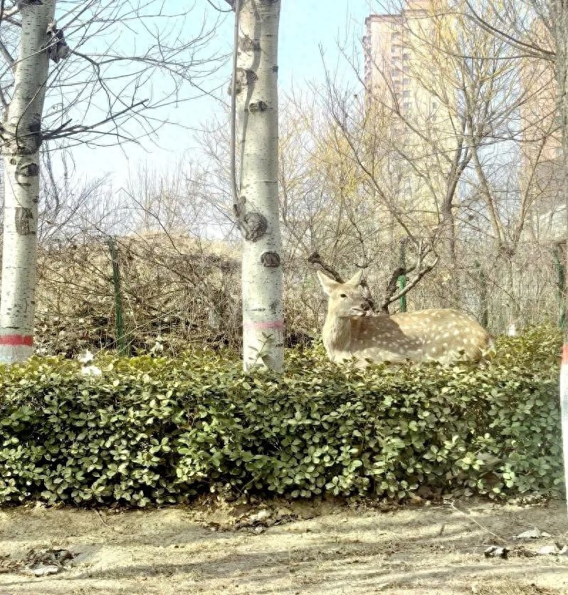 惊险救援！晋中市郊发现野生梅花鹿，半小时内如何成功捕获？  第1张