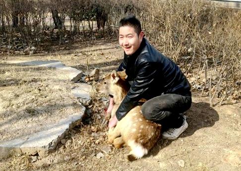 惊险救援！晋中市郊发现野生梅花鹿，半小时内如何成功捕获？  第2张