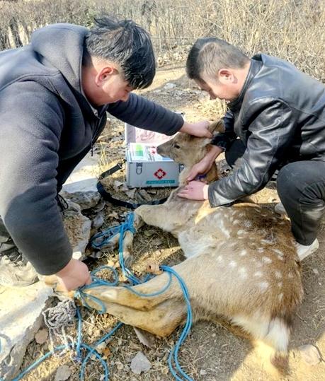 惊险救援！晋中市郊发现野生梅花鹿，半小时内如何成功捕获？  第3张