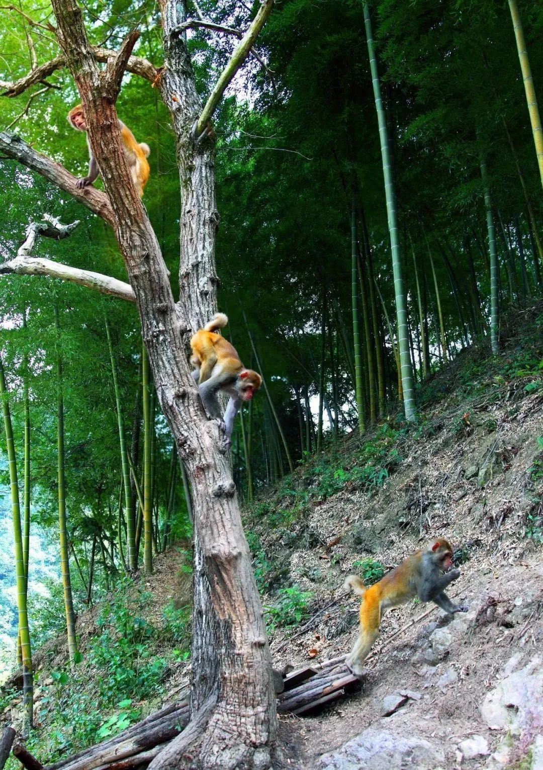 猕猴频频下山觅食，村民为何如此宽容？揭秘桐庐县合村乡的和谐共生之道  第4张