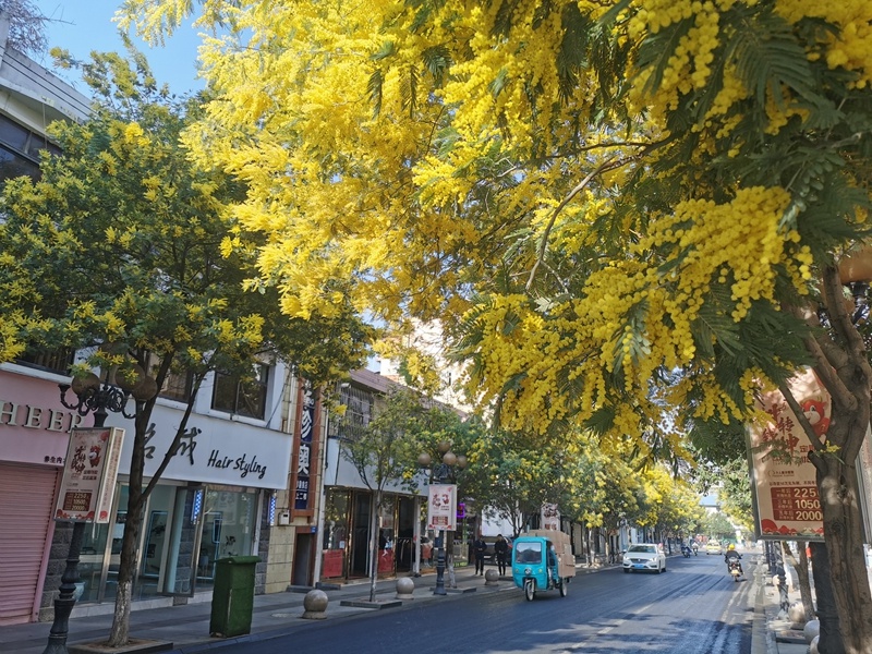 昭阳城区二甲路的春天，为何让每个人都驻足拍照？  第2张