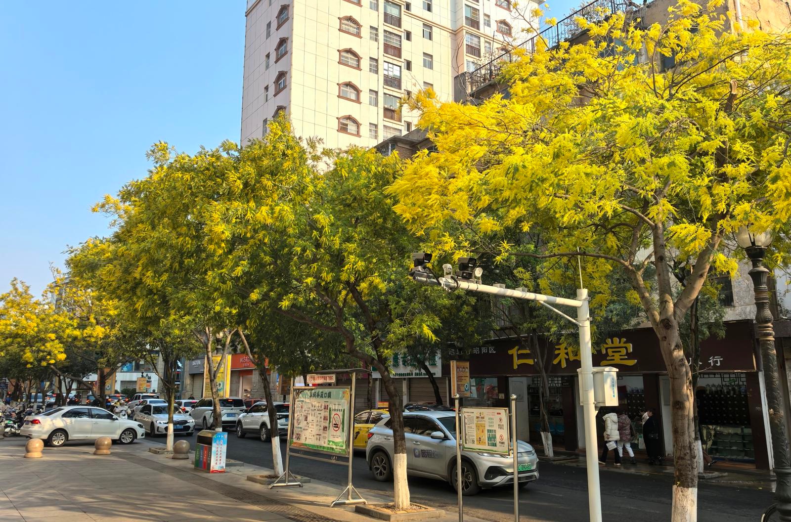 昭阳城区二甲路的春天，为何让每个人都驻足拍照？  第3张