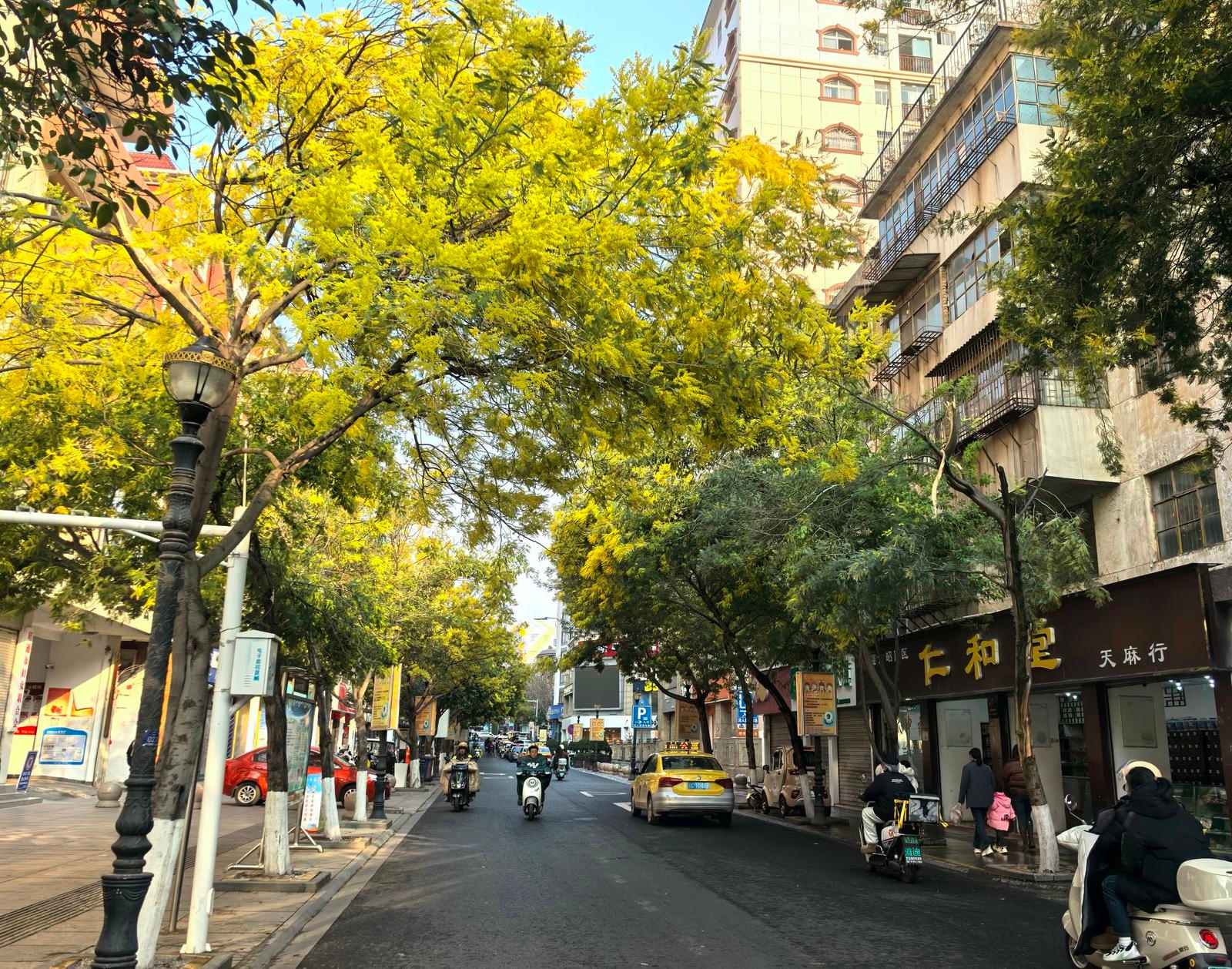 昭阳城区二甲路的春天，为何让每个人都驻足拍照？  第6张