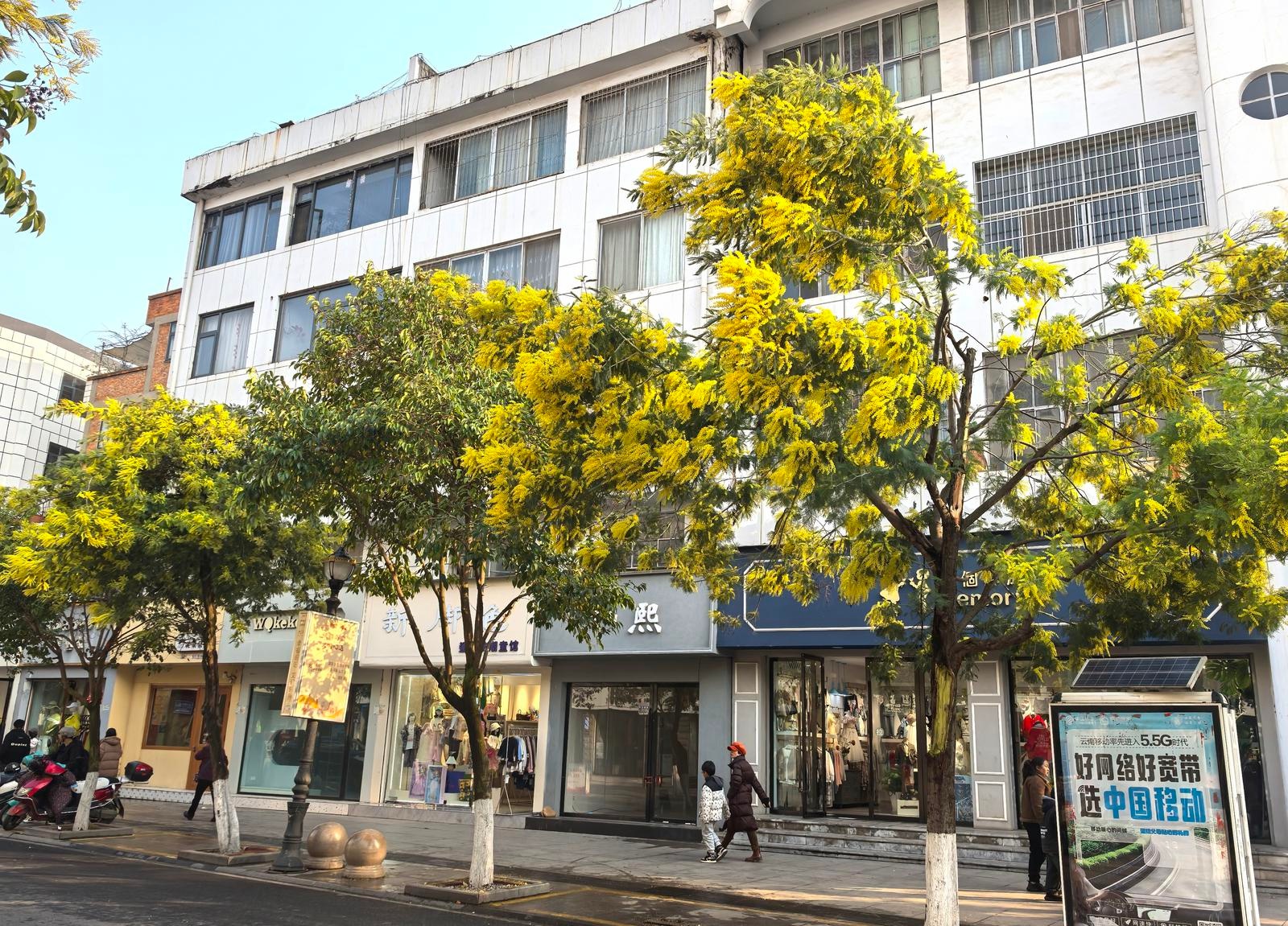 昭阳城区二甲路的春天，为何让每个人都驻足拍照？  第8张