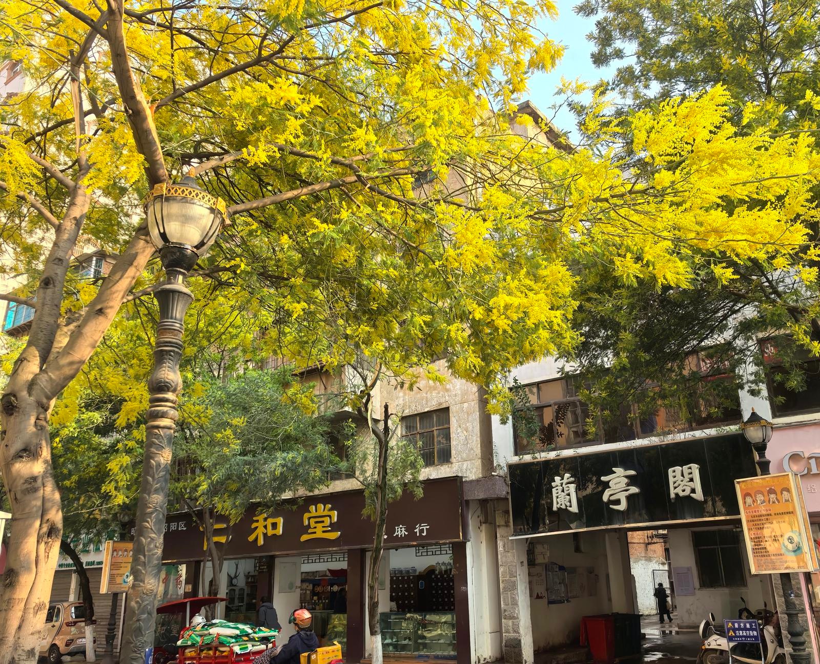 昭阳城区二甲路的春天，为何让每个人都驻足拍照？  第9张