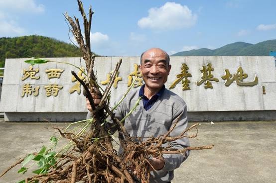 皖南千亩凤丹花海现药灵危机？仲景秘方能否拯救？  第2张