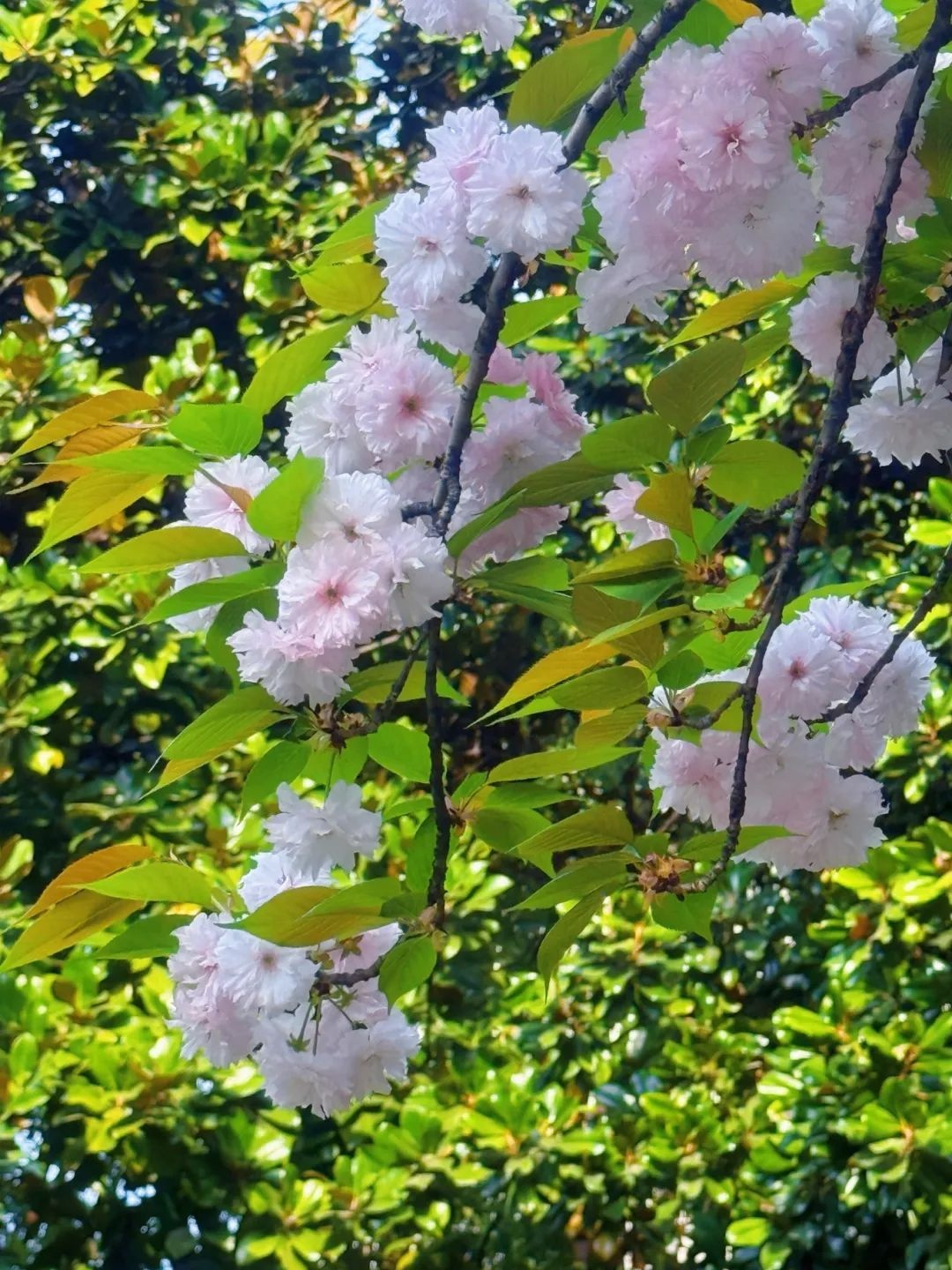 诸暨上午阳光似立夏，突然下雨！雷电预警下，气温还能30℃+否？  第3张