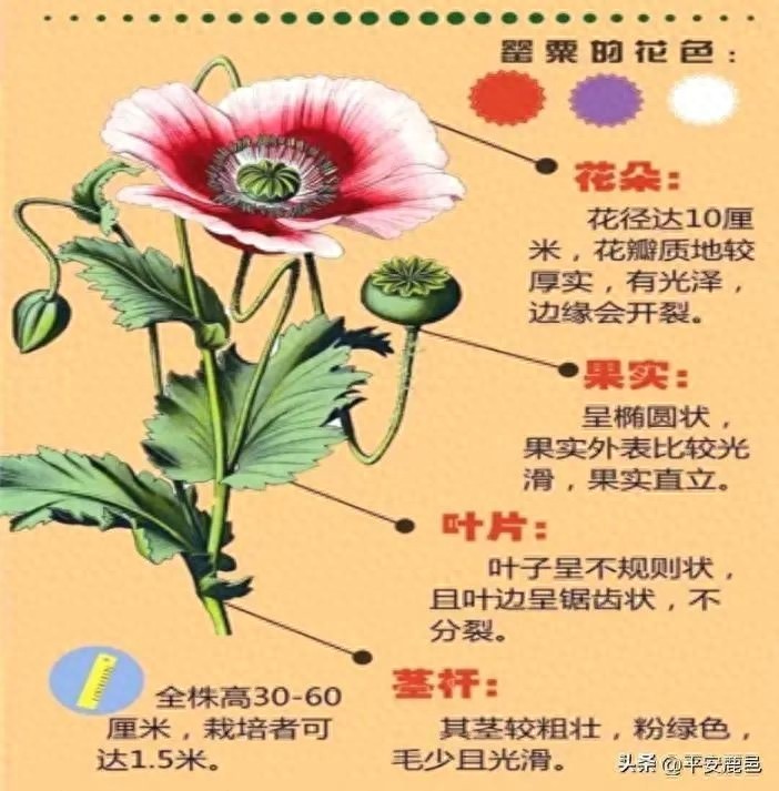 美丽的罂粟花竟是毒品原植物？这些误区你必须知道  第1张