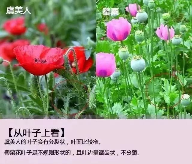 美丽的罂粟花竟是毒品原植物？这些误区你必须知道  第2张