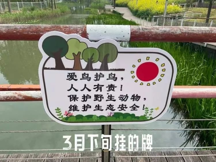 浦东新区后滩公园黑水鸡夫妇连失蛋巢，谁之过？  第4张