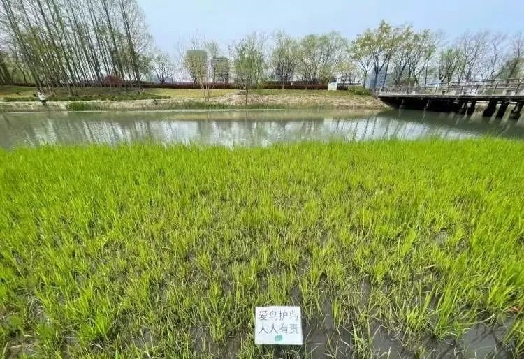 浦东新区后滩公园黑水鸡夫妇连失蛋巢，谁之过？  第5张