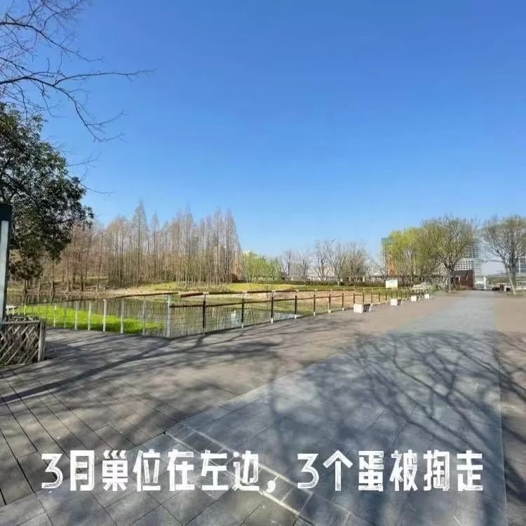浦东新区后滩公园黑水鸡夫妇连失蛋巢，谁之过？  第6张