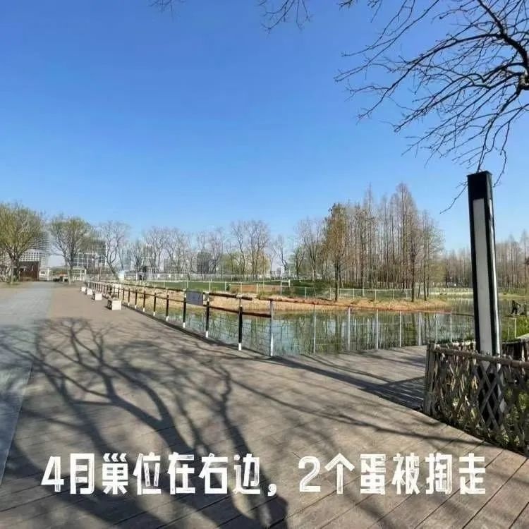 浦东新区后滩公园黑水鸡夫妇连失蛋巢，谁之过？  第7张