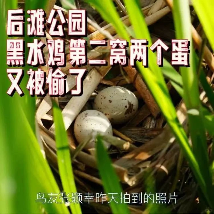 浦东新区后滩公园黑水鸡夫妇连失蛋巢，谁之过？  第8张