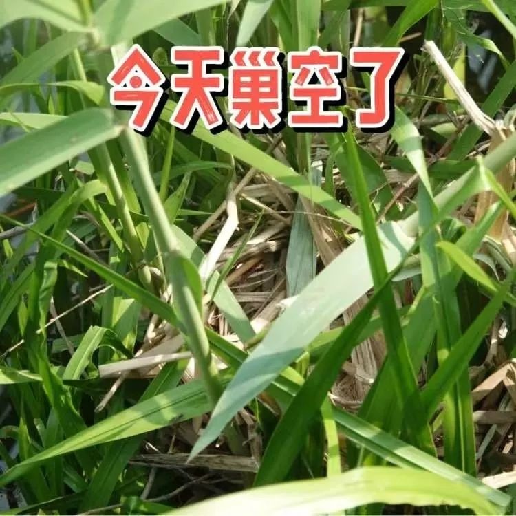 浦东新区后滩公园黑水鸡夫妇连失蛋巢，谁之过？  第9张