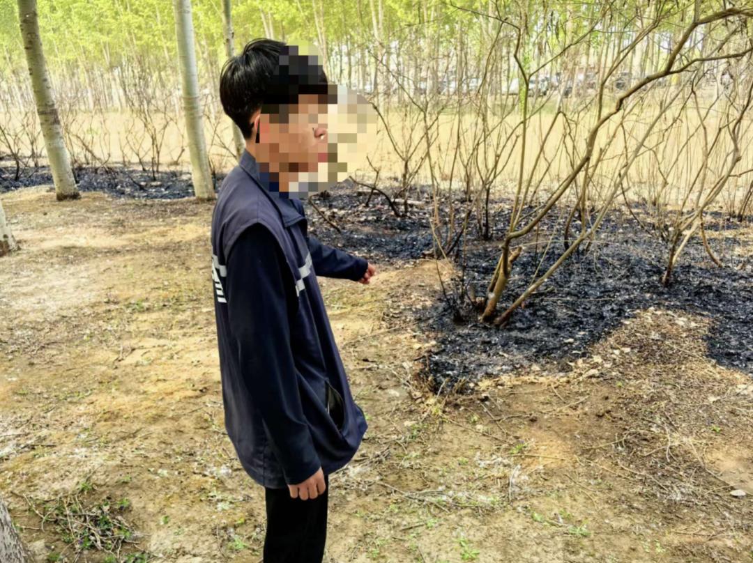 多人因点燃杨柳絮被拘！杨柳絮起火究竟多可怕？  第3张