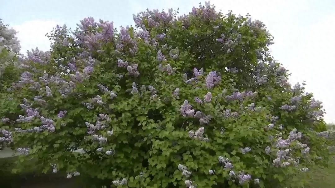 我市市花丁香花竞相开放，这独特风景你见过吗？