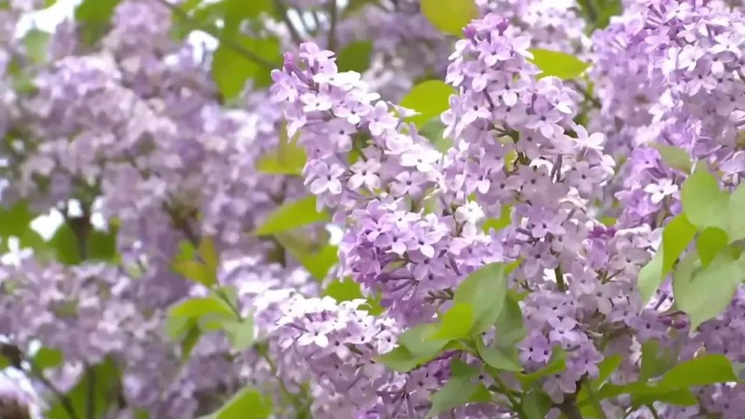 我市市花丁香花竞相开放，这独特风景你见过吗？  第3张