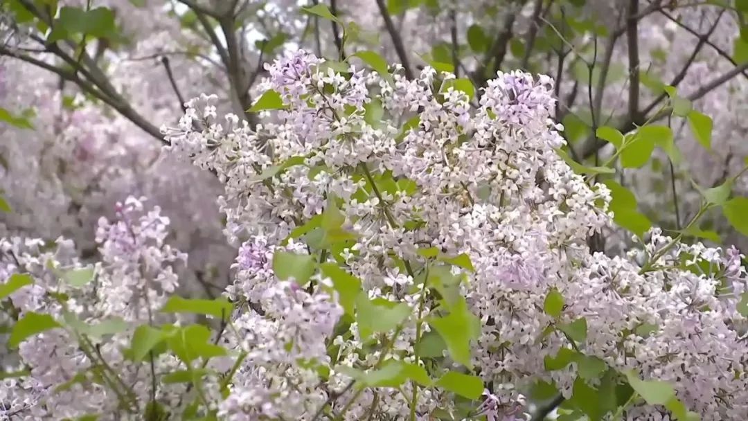 我市市花丁香花竞相开放，这独特风景你见过吗？  第4张