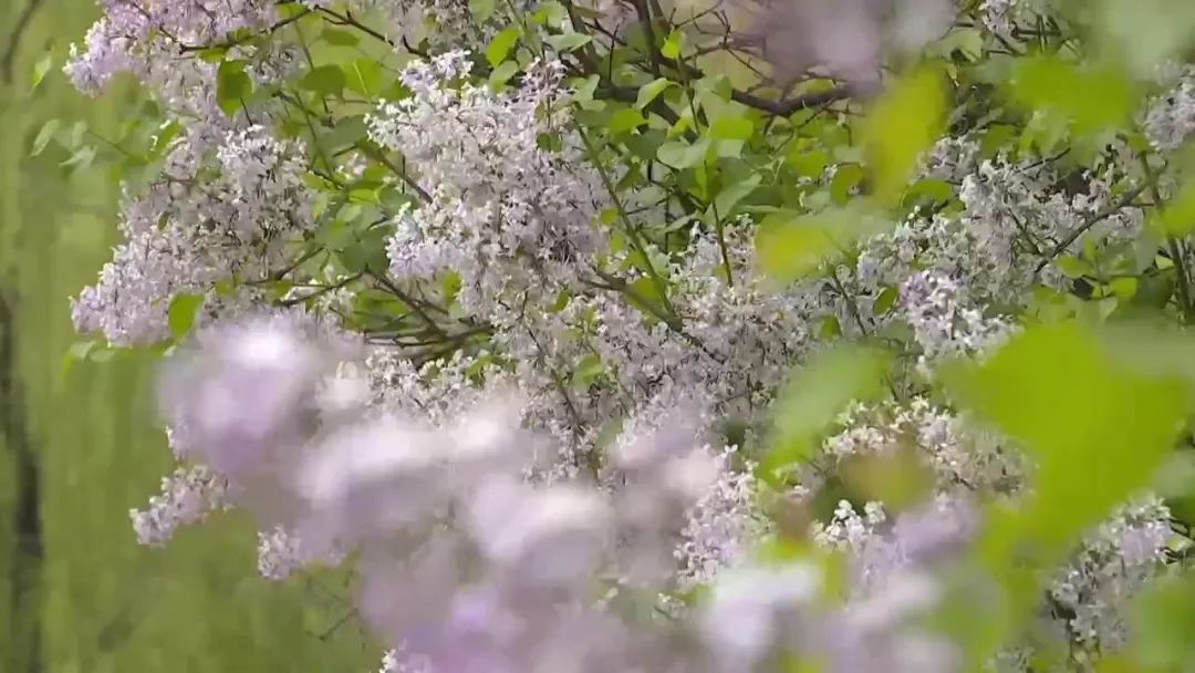 我市市花丁香花竞相开放，这独特风景你见过吗？  第5张