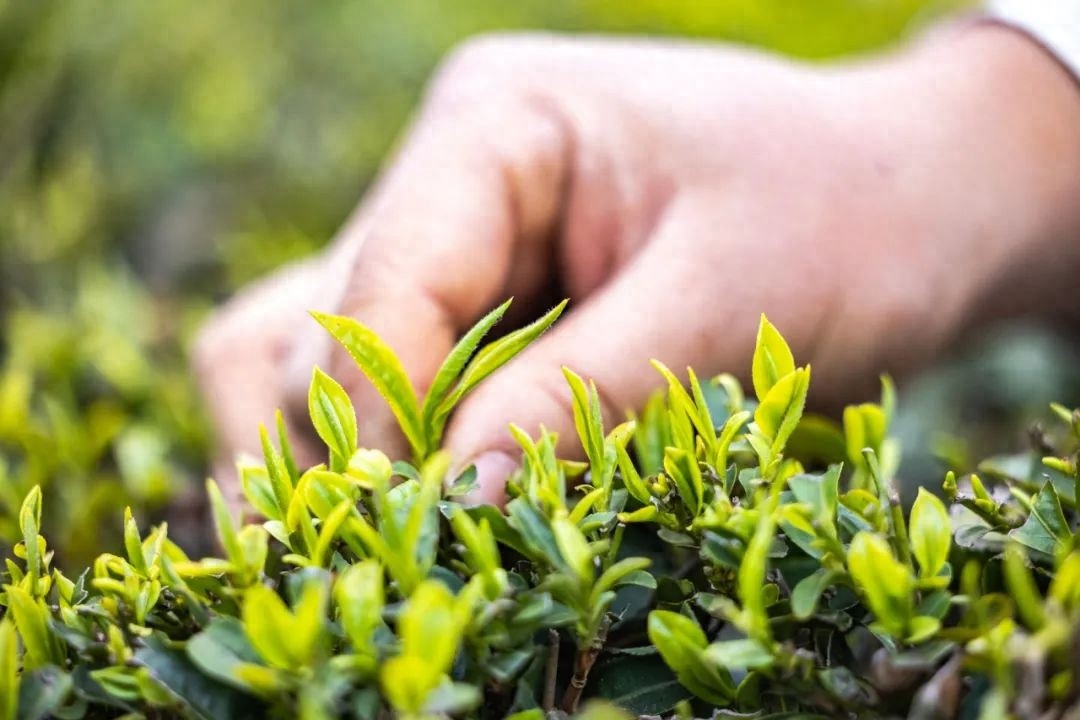爱喝茶的有福啦！茶叶鲜味流失的奥秘竟被我国科学家解开？