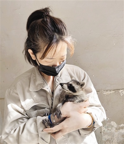 天津市动物园新添4只北美小浣熊，萌翻众人！你去过看了吗？  第2张