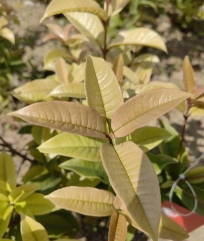 宁波成花木之乡！18属155件新品种授权，凭啥位居全省第二？  第2张
