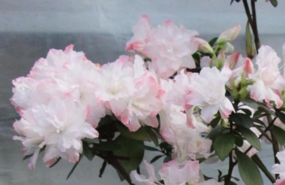 宁波成花木之乡！18属155件新品种授权，凭啥位居全省第二？  第11张
