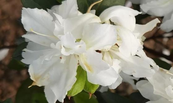 宁波成花木之乡！18属155件新品种授权，凭啥位居全省第二？  第13张