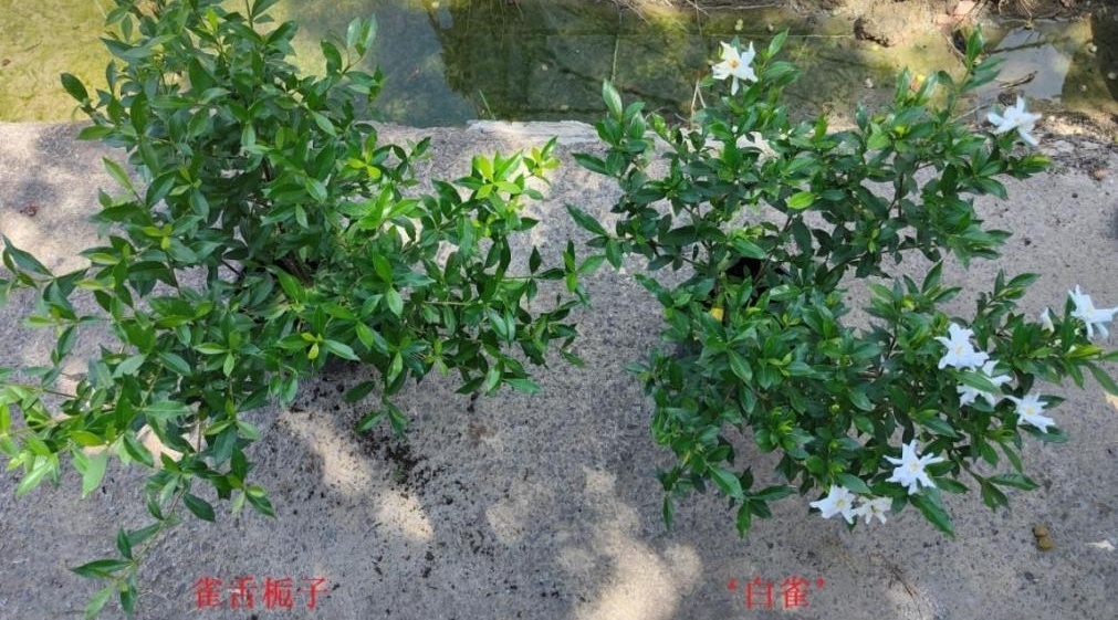 宁波成花木之乡！18属155件新品种授权，凭啥位居全省第二？  第16张