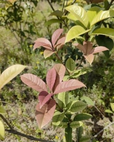 宁波成花木之乡！18属155件新品种授权，凭啥位居全省第二？  第3张